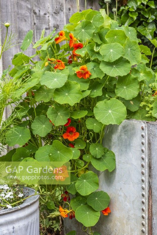 Nasturtiums trailing over the side of upcycled galvanised metal water tank 