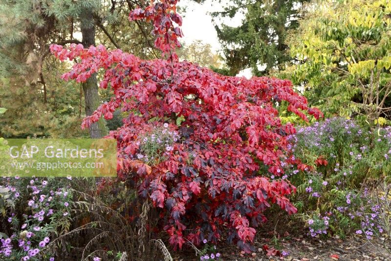 Parrotia persica - Persian ironwood with Aster in autumn. October