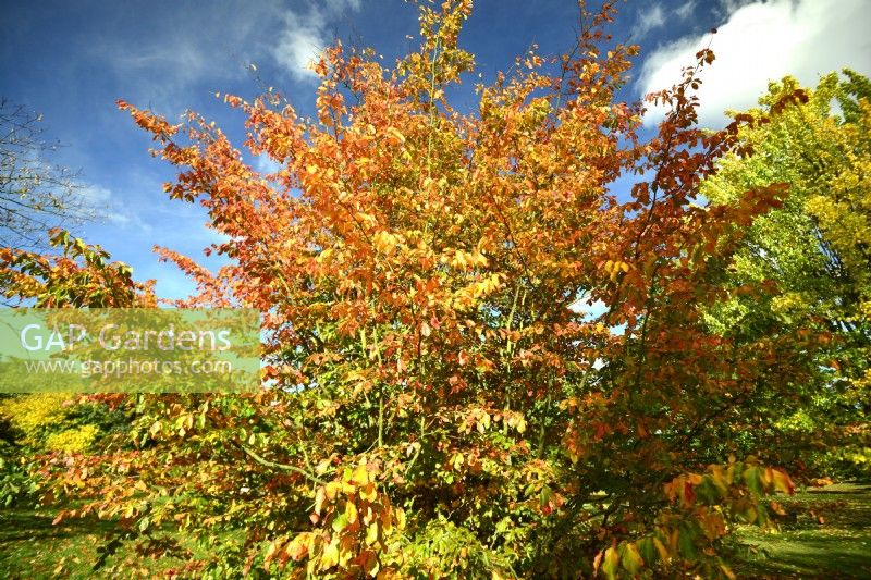 Parrotia persica - Persian ironwood in autumn. October