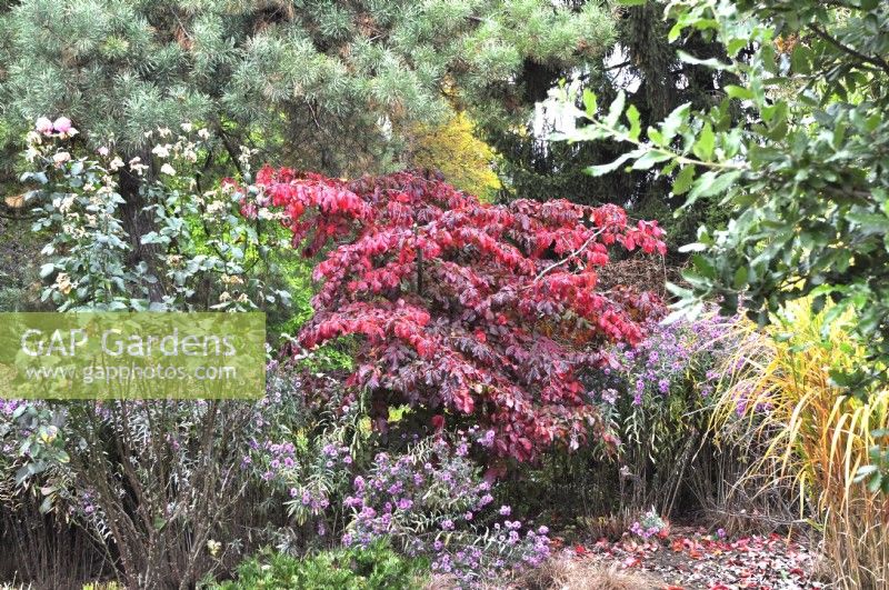 Autumn  border with Parrotia persica, Persian ironwood, Aster, rosa and Miscanthus. October