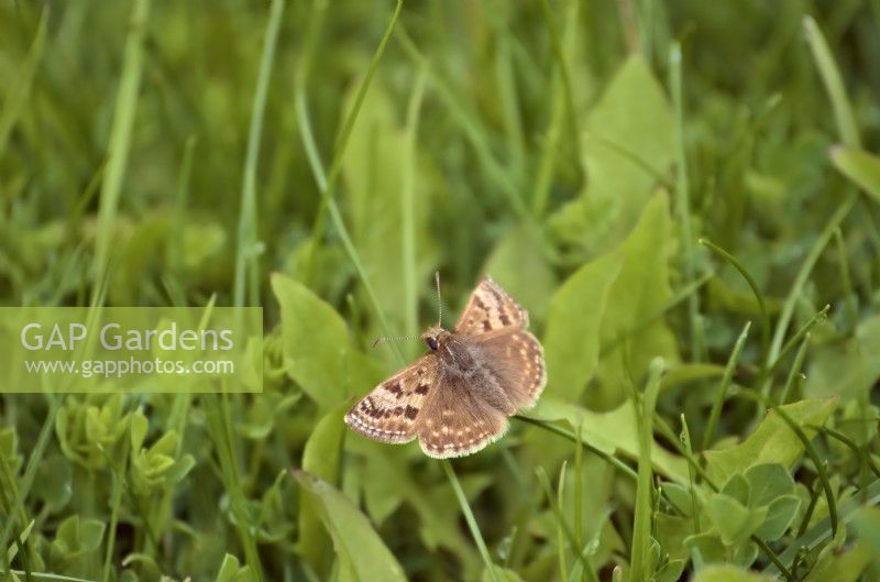 Dingy Skipper butterfly - Erynnis tages on species rich grassland