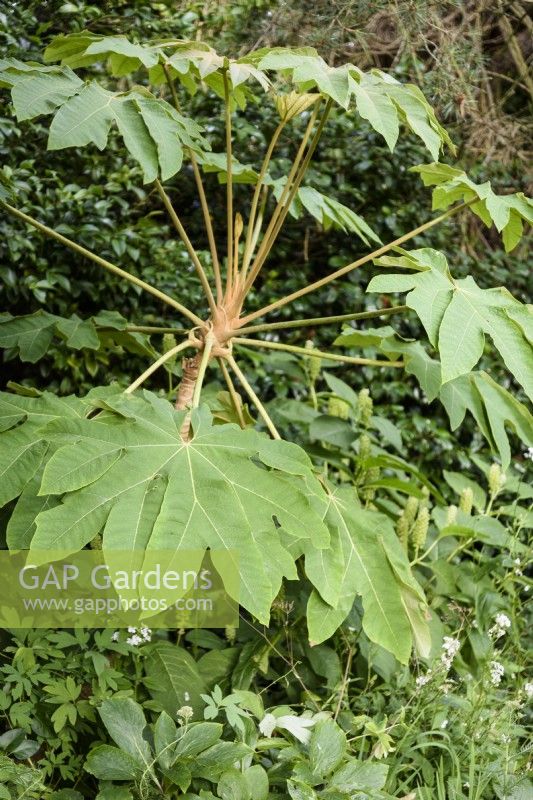 Tetrapanax papyrifer 'Rex' in July