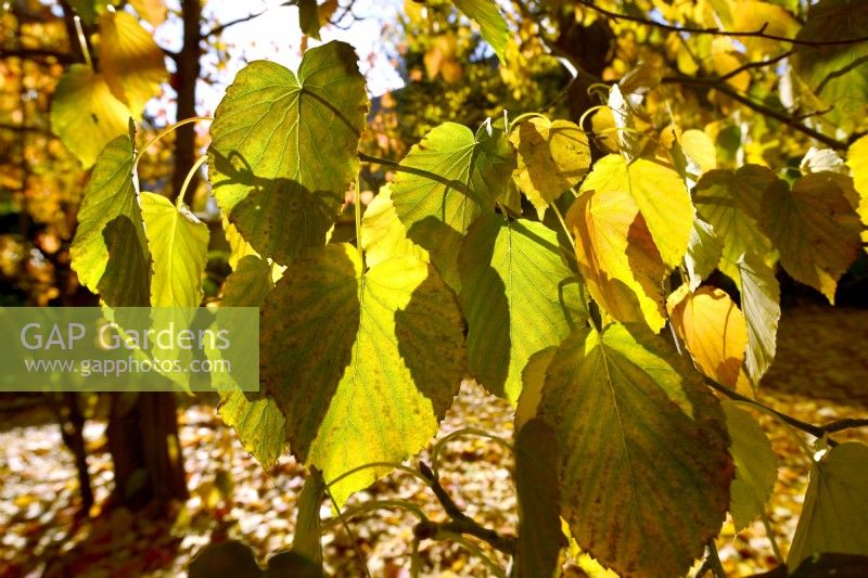 Autumnal Davidia involucrata var. vilmoriniana- Handkerchief tree. October
