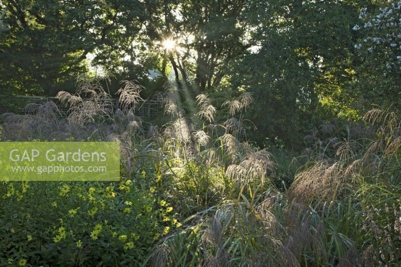 Sunlit and dew laden ornamental grasses at Knoll Gardens in Dorset 