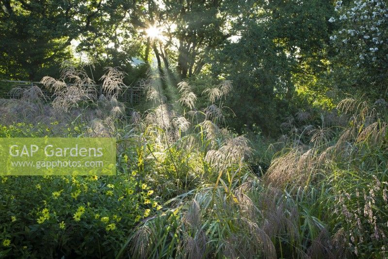 Sunlit and dew laden ornamental grasses at Knoll Gardens in Dorset