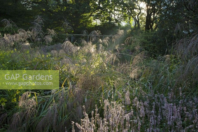 Sunlit and dew laden ornamental grasses at Knoll Gardens in Dorset