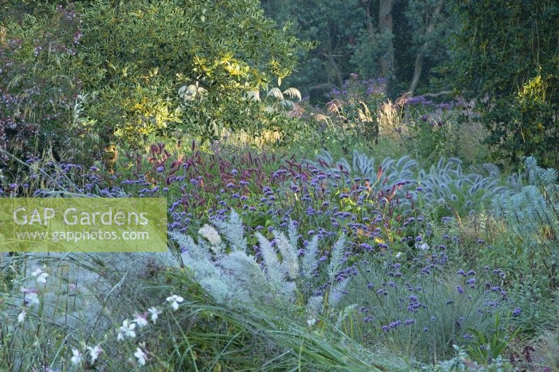 MIxed perennial planting at Knoll Gardens in Dorset