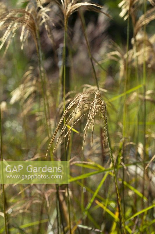 Miscanthus nepalensis - Himalayan fairy grass