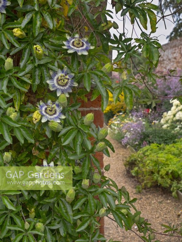  Passiflora caerulea Blue passion flower in walled garden 