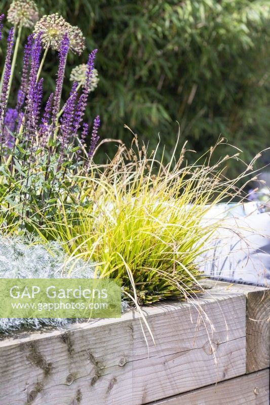 Carex oshimensis 'Everillo' in raised bed with Salvia and Artemisia