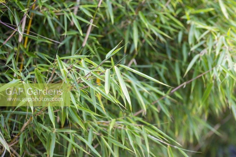 Fargesia robusta 'Campbell' - Bamboo leaves