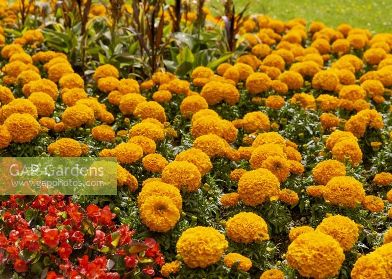 Bed of Tagetes erecta - African marigold - with red Begonia, summer July