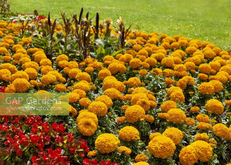 Bed of Tagetes erecta - African marigold - with red Begonia, summer July