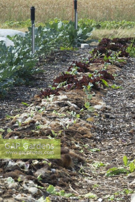 Row of young cabbage and lettuce mulched with sheep's wool.