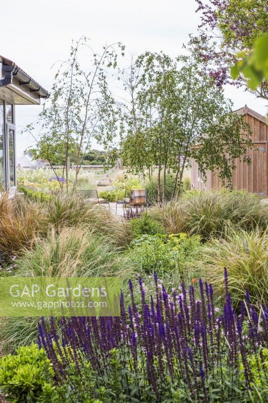 Naturalistic border with grasses; Salvia nemorosa 'Caradonna'; Buxus and perennials in front of paved seating area