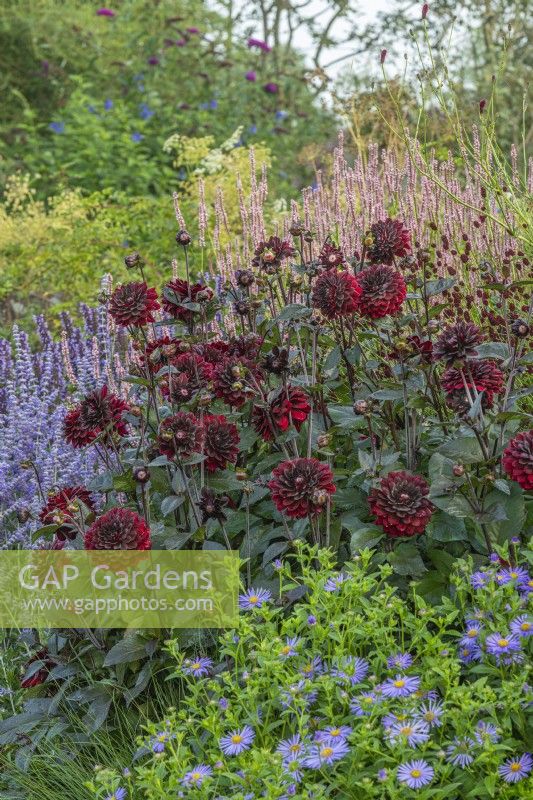 Dahlia 'Karma Choc' flowering with other perennials in an informal border in Summer - August