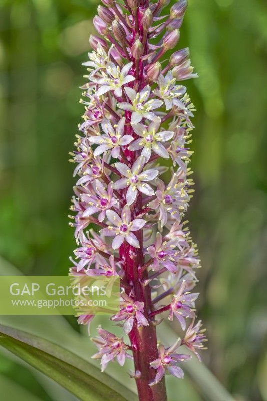 Eucomis comosa 'Sparkling Burgundy' flowering in Summer - August
