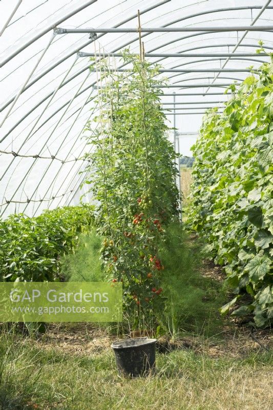 Black bucket and cherry tomatoes in tunnel greenhouse.