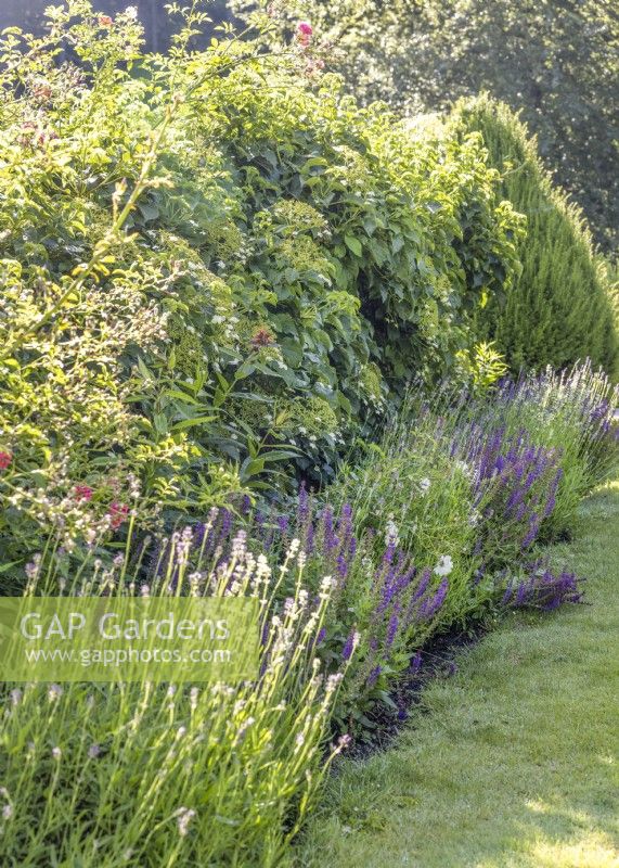 Planting with climbing Hydrangea and Lavender, summer July