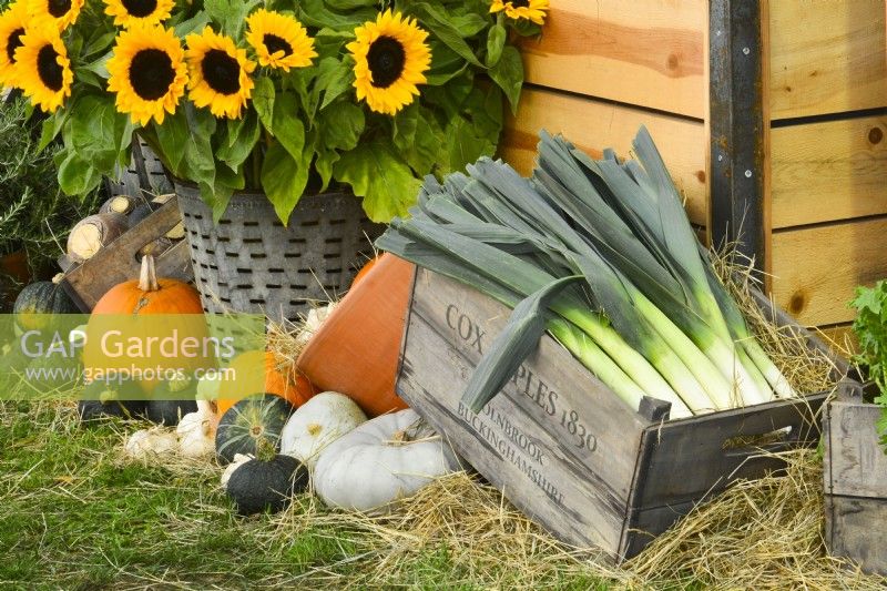 Display of harvested produce including: winter squash and leeks next to a bunch of sunflowers 