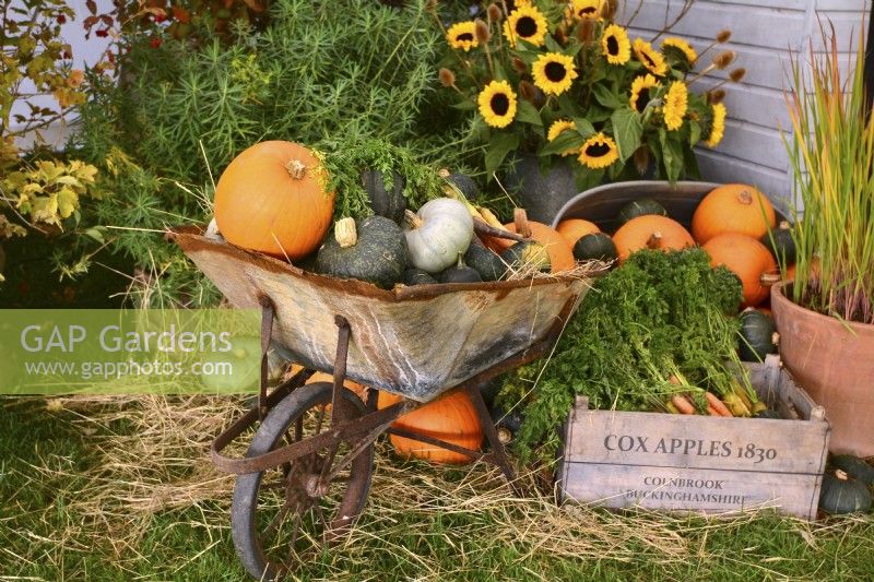 Display of harvested produce, including mixed winter squash in a wheelbarrow. Bouquet of sunflowers, Euphorbia, 