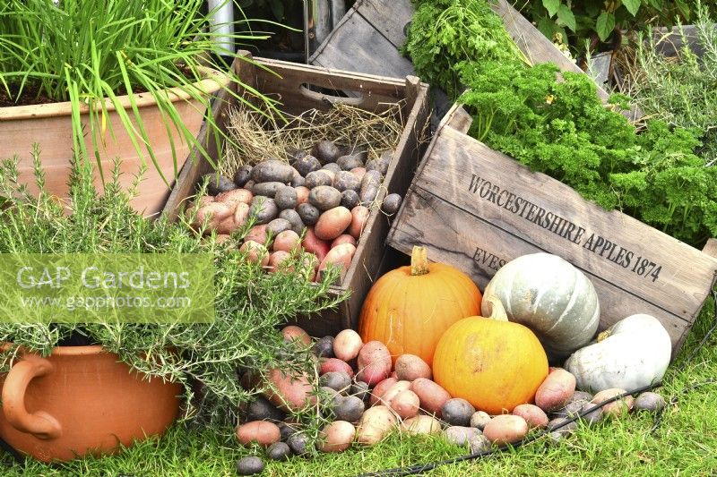 Display of harvested produce, including potted rosemary and crate of potatoes, pumpkins and winter squash.
