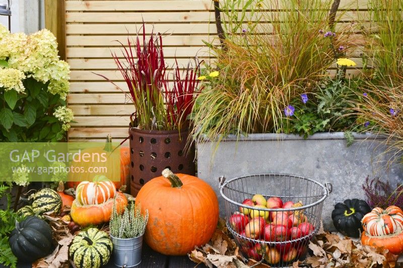 Display of harvested apples and winter squash in front of potted Imperata cylindrica 'Red Baron' and a trough of mixed perennials.