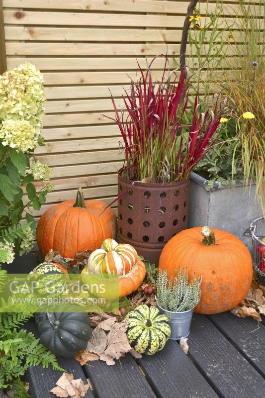Display of harvested winter squash in front of potted Imperata cylindrica 'Red Baron'. 