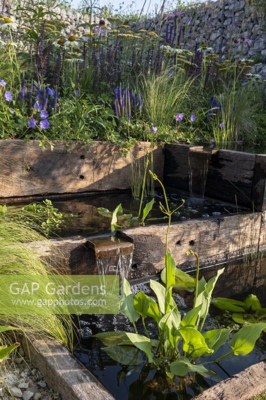 Tiers of ponds edged with wooden sleepers, growing in the water, Pontederia cordata. Behind the pools is a herbaceous border with Echinacea 'White Swan' and Achillea sp. in the Nurturing Nature in the City, Designed by Caroline  and  Peter Clayton.