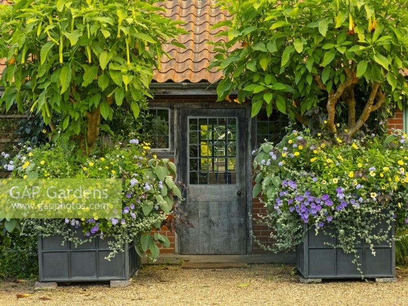 Containers with Brugmansia x candida 'Grand Marnier' - Angel's Trumpet  East Ruston Old Vicarage gardens   September