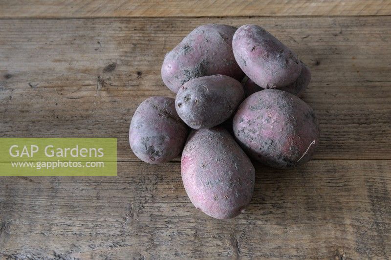 Solanum tuberosum 'Alouette' potato 