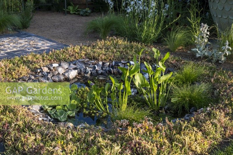 Garden pond edged with  knapped flint and surrounded by sedums.  Pistia stratiotes and Pontederia corda, a couple of the plants growing in the water. The Traditional Townhous Garden. Designed by: Lucy Taylor