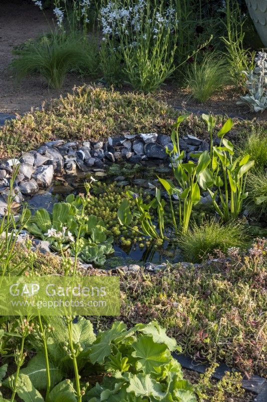 Garden pond edged with  knapped flint and surrounded by sedums.  Pistia stratiotes and Pontederia corda, a couple of the plants growing in the water. The Traditional Townhouse Garden. Designed by: Lucy Taylor