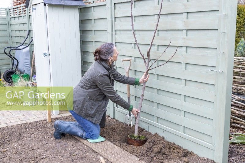 Woman planting Fig - Ficus tree against the fence