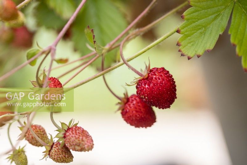 Alpine Strawberries - Fragaria vesca