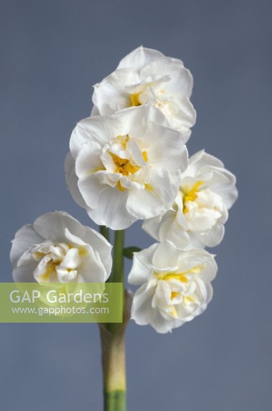 Narcissus 'Bridal Crown' - Double daffodil