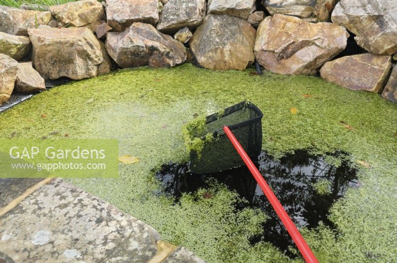 Removing algae with a net from the surface of a small domestic pond 