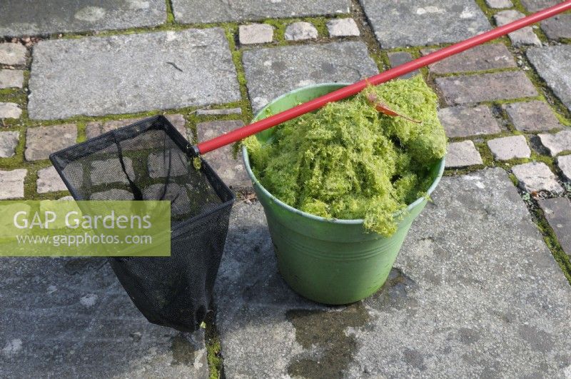 A bucketful of algae removed from a small domestic pond using a net