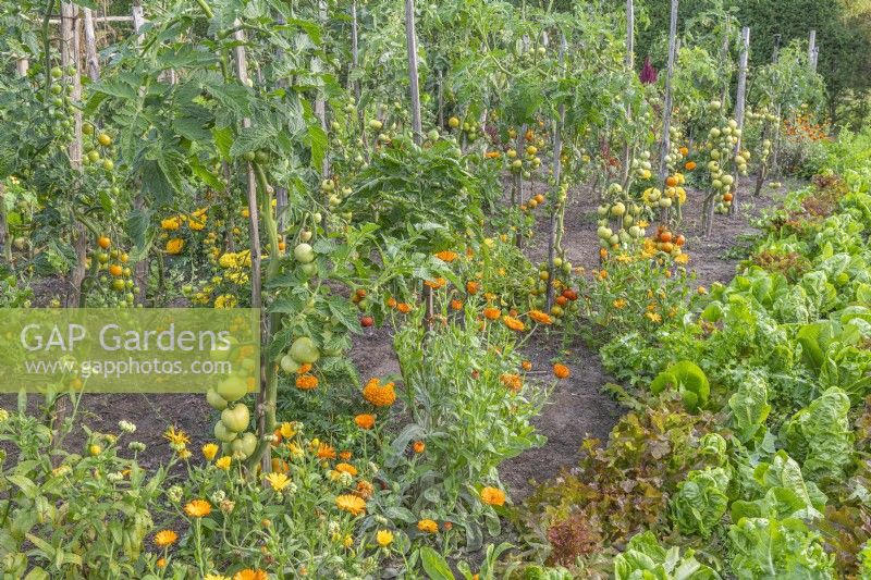 View of rows of staked Tomato varieties in a vegetable garden with companion planting of Calendula officinalis flowers in late Summer - September