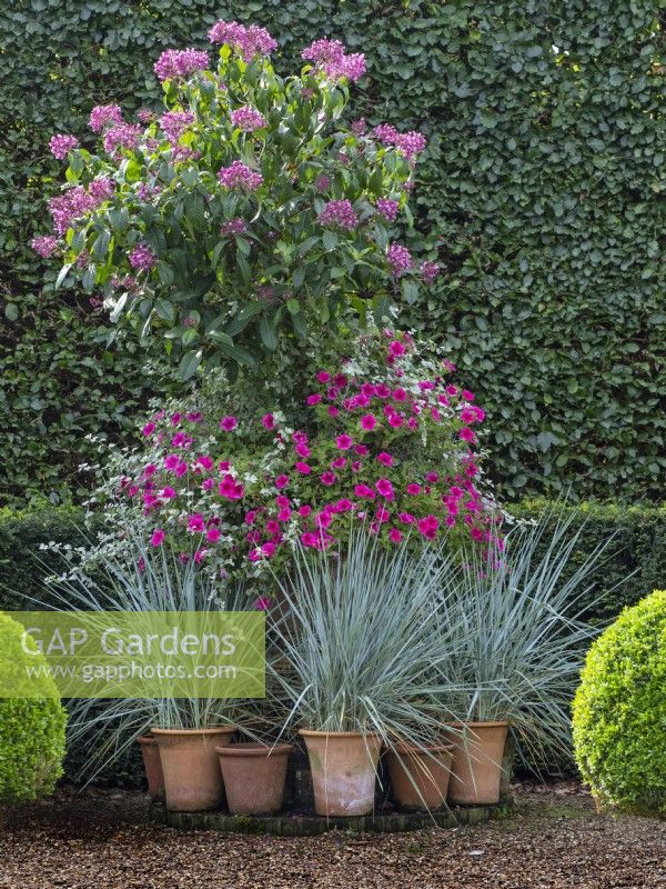 Elymus hispidus, Pink Petunias, and Fuchsia arborescens - Tree fuchsia  in decorative terra cotta pots Summer July Early September Autumn