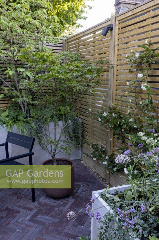 Courtyard garden with raised stone beds against a contemporary wood boundary fence planted with Trachelospermum jasminoides. On the paved patio a container with a specimen Acer.