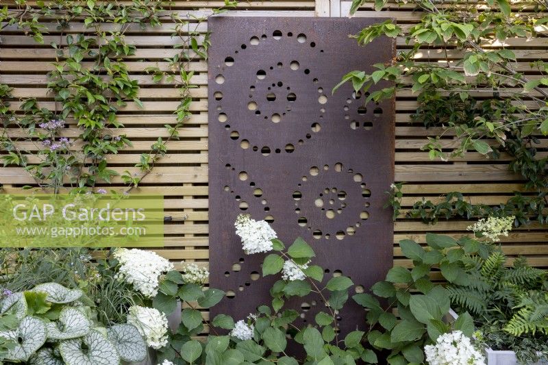 Contemporary wood boundary fence with metal screen, a backdrop to white-flowered Hydrangea