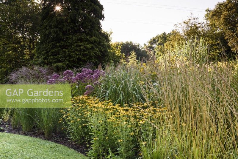 Border of ornamental grasses and herbaceous perennials in August including Rudbeckia fulgida var. deamii and eupatoriums
