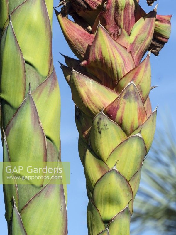 Agave montana detail of stems