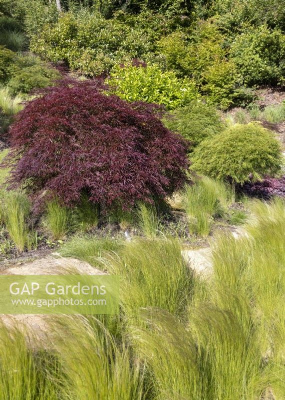 Garden design with ornamental grasses and deciduous trees, autumn September