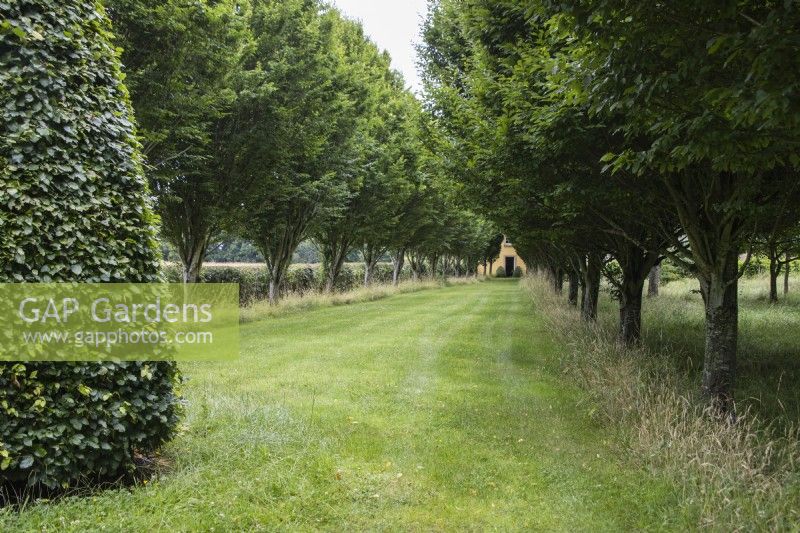 Avenue of Hornbeam leading to the house. August.