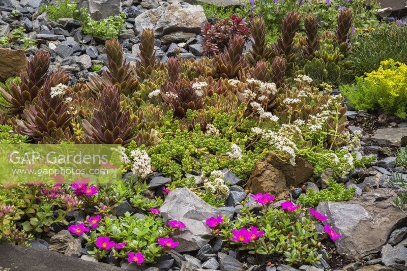 Mixed Sedum - Stonecrop plants including Sedum album - White Stonecrop in rock border in summer.