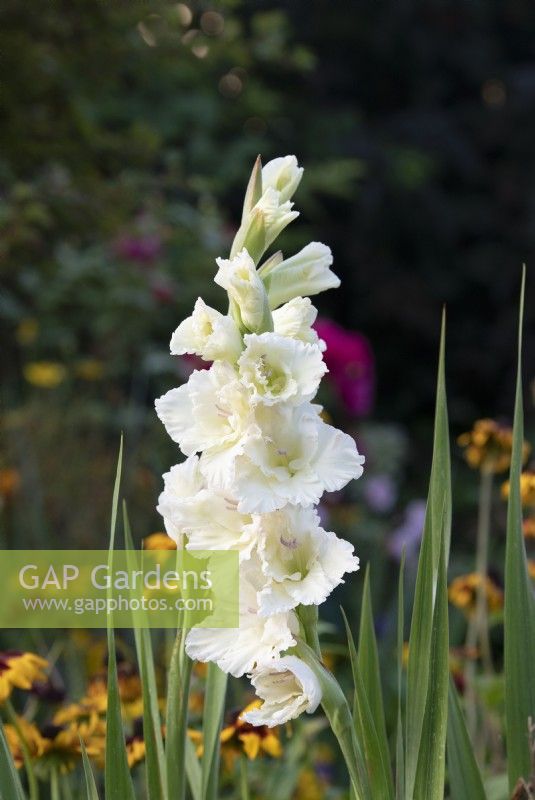 Gladiolus 'White Prosperity' - Gladioli