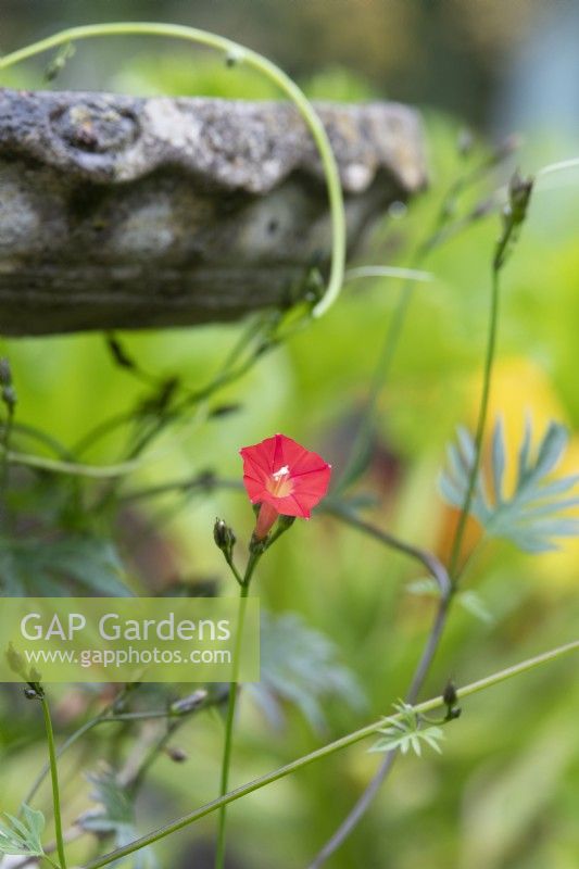 Ipomoea x sloteri - Cardinal Climber flowering around a birdbath