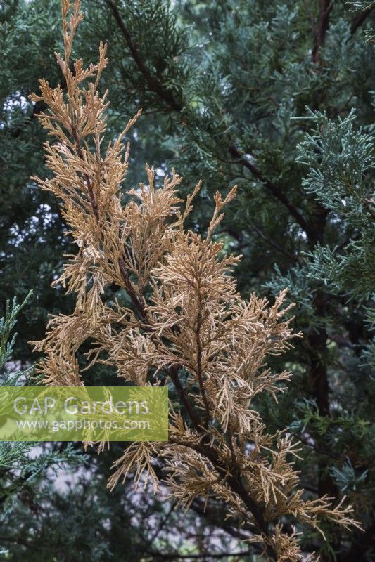 Juniperus scopulorum 'Wichita Blue' - Rocky Mountain Juniper tree branch with dieback disease in summer.